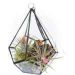 Air PLants gift
