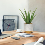 Desktop Aloe Plant
