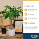 Money Tree Desktop